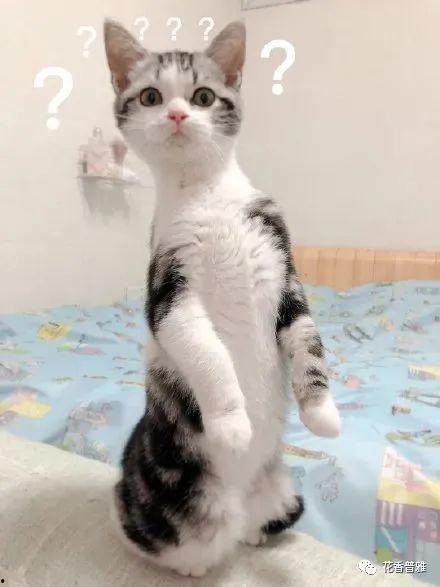 猫咪网吃瓜,揭秘宠物界的趣味八卦