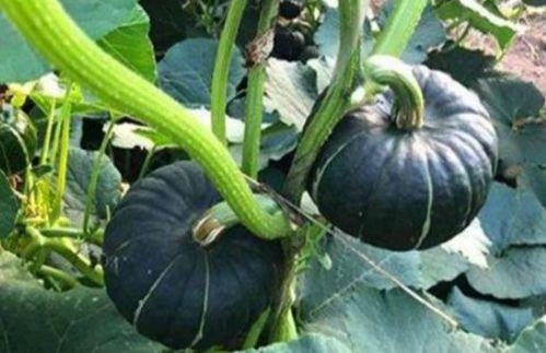 东北名媛吃瓜网红叫什么,瓜田里的“吃瓜达人”揭秘